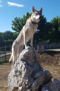 Lady Shinga du Domaine de la Combe Noire